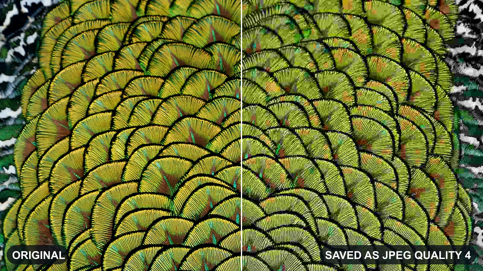Close-up of iridescent peacock feathers split down the middle: the left half is the original photo, the right half is the same pixels saved as a quality-4 JPEG, with blocky colour patches and smeared feather barbs.
